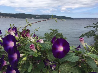 Kahkaha &Ccedil;i&ccedil;eği (Ipomoea purpurea)