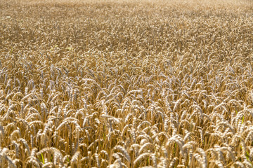 close up of a wheat field in summer