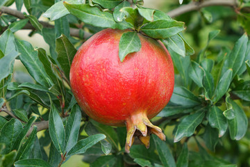 Pomegranate on the branch.