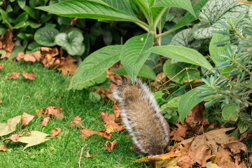 Eichhörnchen von hinten