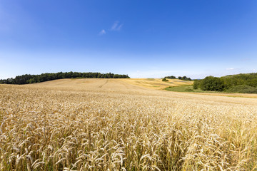 summer landscape of field and meadows and blue sky