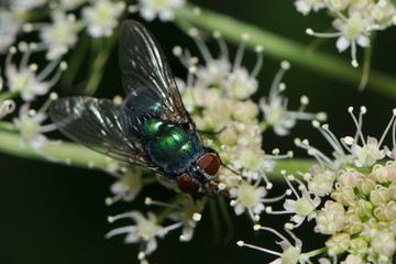 Schillernd grüne Fliege
