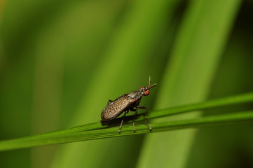 Melierte Schneckenfliege