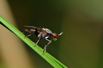 Mellierte Schneckenfliege