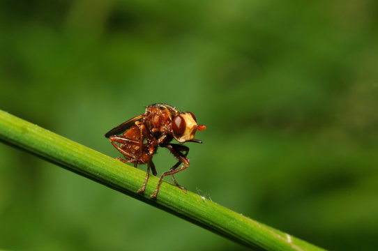 Kleine Fliege