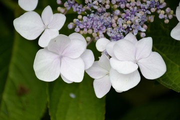 Detail of hortensia flowers with leaves