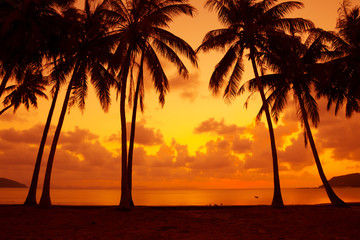 Warm vivid tropical sunset on ocean shore with palm trees silhouette