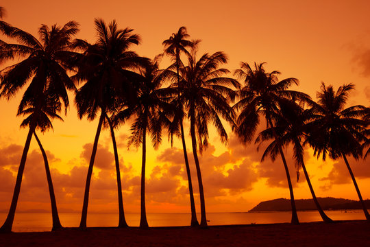 Warm tropical sunset on ocean shore with palm trees silhouette