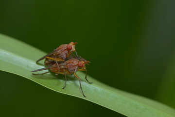 Fliegenpaarung