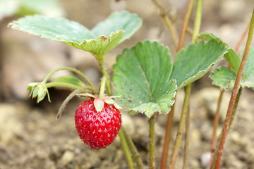 Wild Stawberries