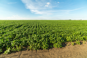 Fototapeta na wymiar Green soybean field