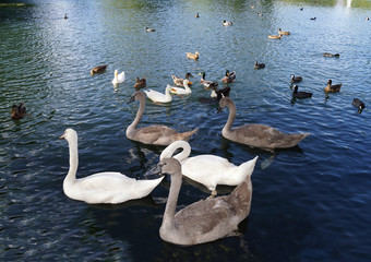 groupe de jeunes cygnes sur un plan d'eau