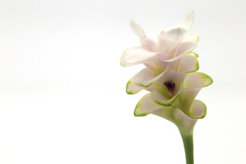 Obraz premium Siam Tulip