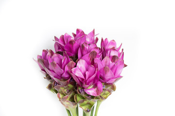 Siam Tulip