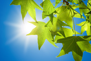 Spring Sweetgum Leaves on Branch Isolated against Blue Sky