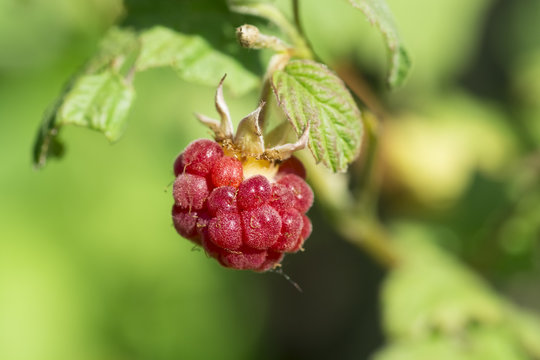 Ripe red raspberry on a bush close up