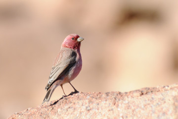 Male Sinai Rosefinch among rocks in the morning