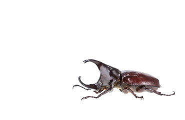 Close up male fighting beetle (rhinoceros beetle) isolated on wh