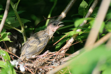 Common Rosefinch chick in the nest