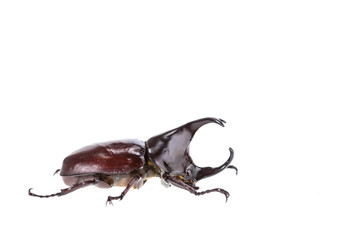 Close up male fighting beetle (rhinoceros beetle) isolated on wh