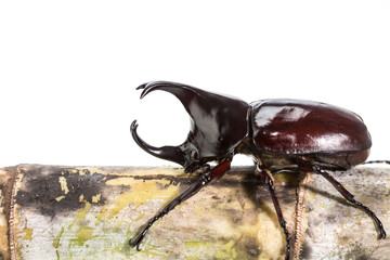 Close up male fighting beetle (rhinoceros beetle) on sugarcane i