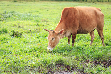 Obraz na płótnie Canvas Brown Thai cow standing in the green meadow