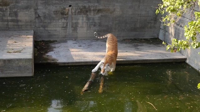 tigre jugando