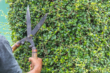 Gardener cutting a hedge in the garden