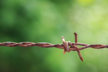 Rusty barb on green blur background