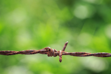 Rusty barb on green blur background