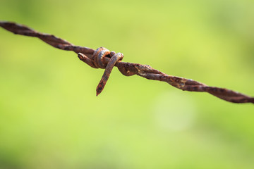 Rusty barb on green blur background