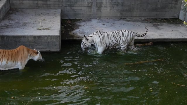 tigre ataca