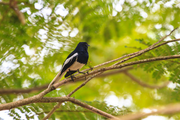 Oriental Magpie Robin