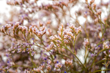 Background of small flowers field