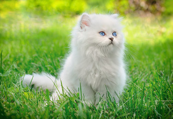 Naklejka na ściany i meble White british kitten sitting in the grass.