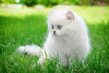 Naklejka na ściany i meble Nice white british kitten sitting in the grass.