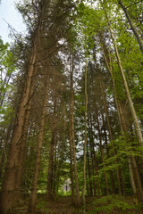Fototapeta na wymiar peaceful forest