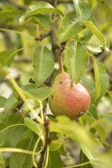 pear in the tree