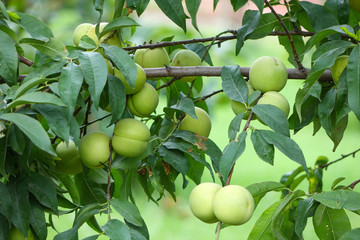 The branch of Green nectarines