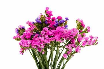 beautiful autumn flower