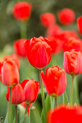 Fototapeta premium Tulips