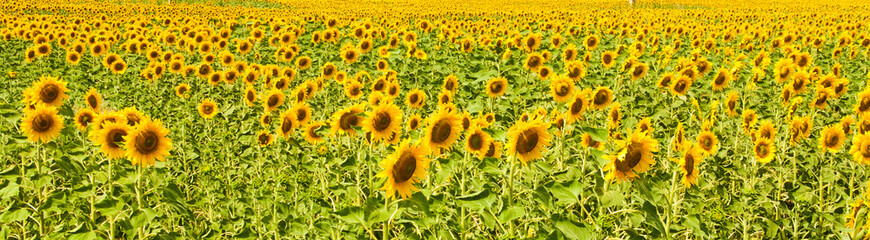 Panorama of sunflower field