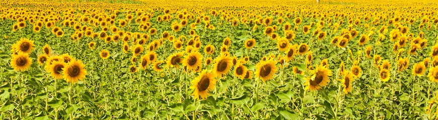 Acrylic prints Sunflower Panorama of sunflower field