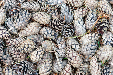 Pine cones lie in the autumn forest