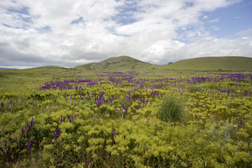 Fototapeta na wymiar Wildflowers on a background of mountains.