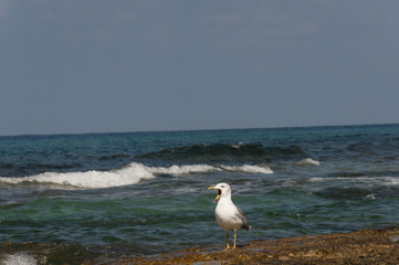 Call seagull