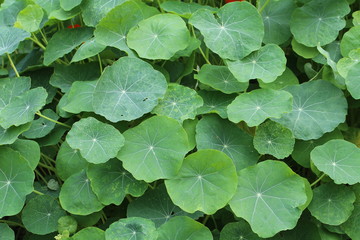 Green leaves