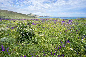 Wildflowers on a background of mountains and sea.
