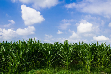 Maisfeld vor blauem, wolkigem Himmel