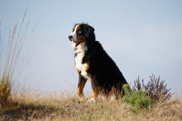 Berner Sennenhund vor blauem Himmel